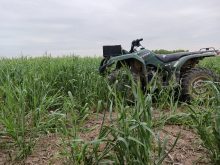 Cover crops, employed strategically, can increase soil health, decrease erosion, address weed pressure and provide increased ecosystem diversity, but the first question a grower must answer is "what are you trying to accomplish?" Photo: Matt McIntosh