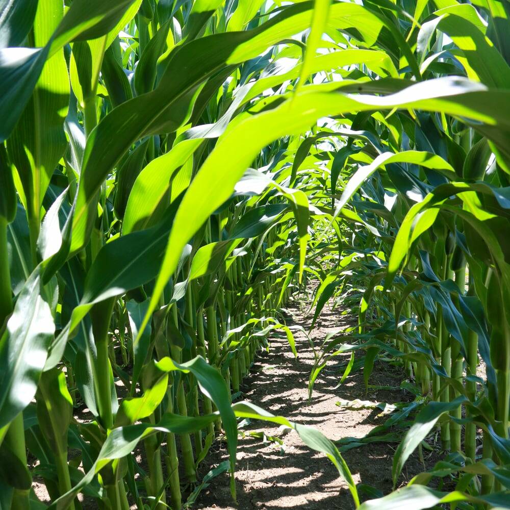 Daniel Quinn, associate professor of corn production and agronomy at Indiana’s Purdue University, says the interaction between corn yields and nitrogen levels is perennially confusing. Photo: File