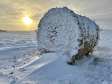 A straw bale stands in the middle of a field, surrounded by drifts and blowing snow in December 2024. Photo: Alexis Stockford