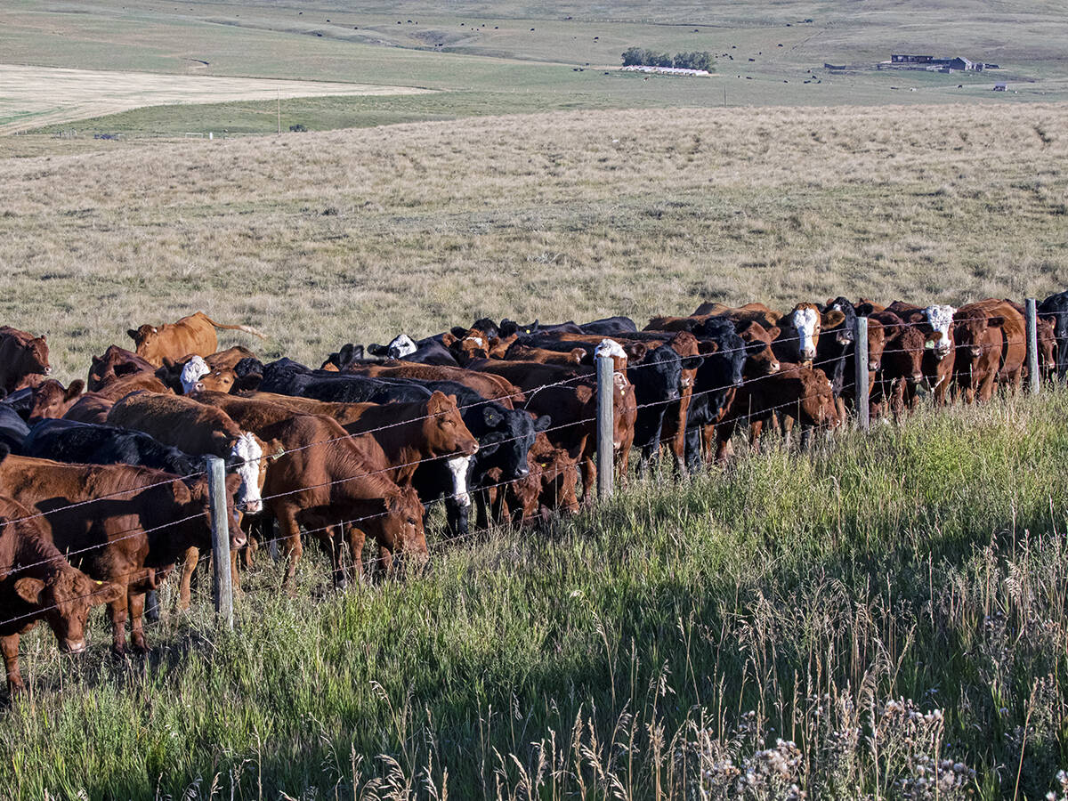 Two weeks of quarantine are advised for new outside animals coming into the herd. Photo: Canada Beef