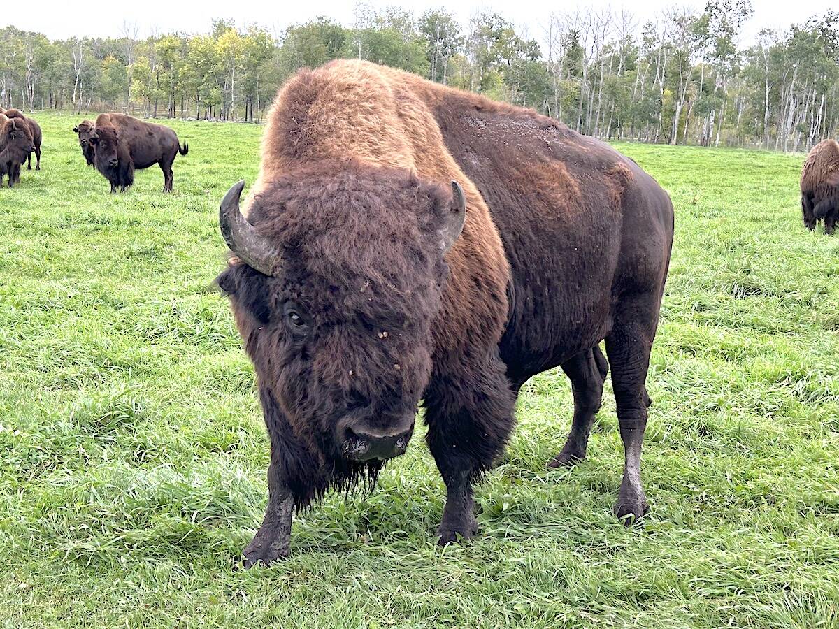 Despite record highs in bison prices and consumer demand, the number of bison producers in North America is shrinking. Photo: Zak McLachlan