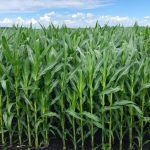 Corn at Blumenort, Man. in July 2022. Pic: Dave Bedard