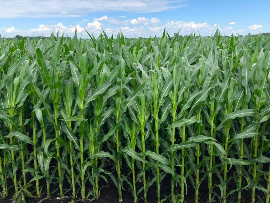 Nitrogen-hungry crops may offer producers the easiest fit for the Nutrien program, company sustainability manager says. Photo: Dave Bedard