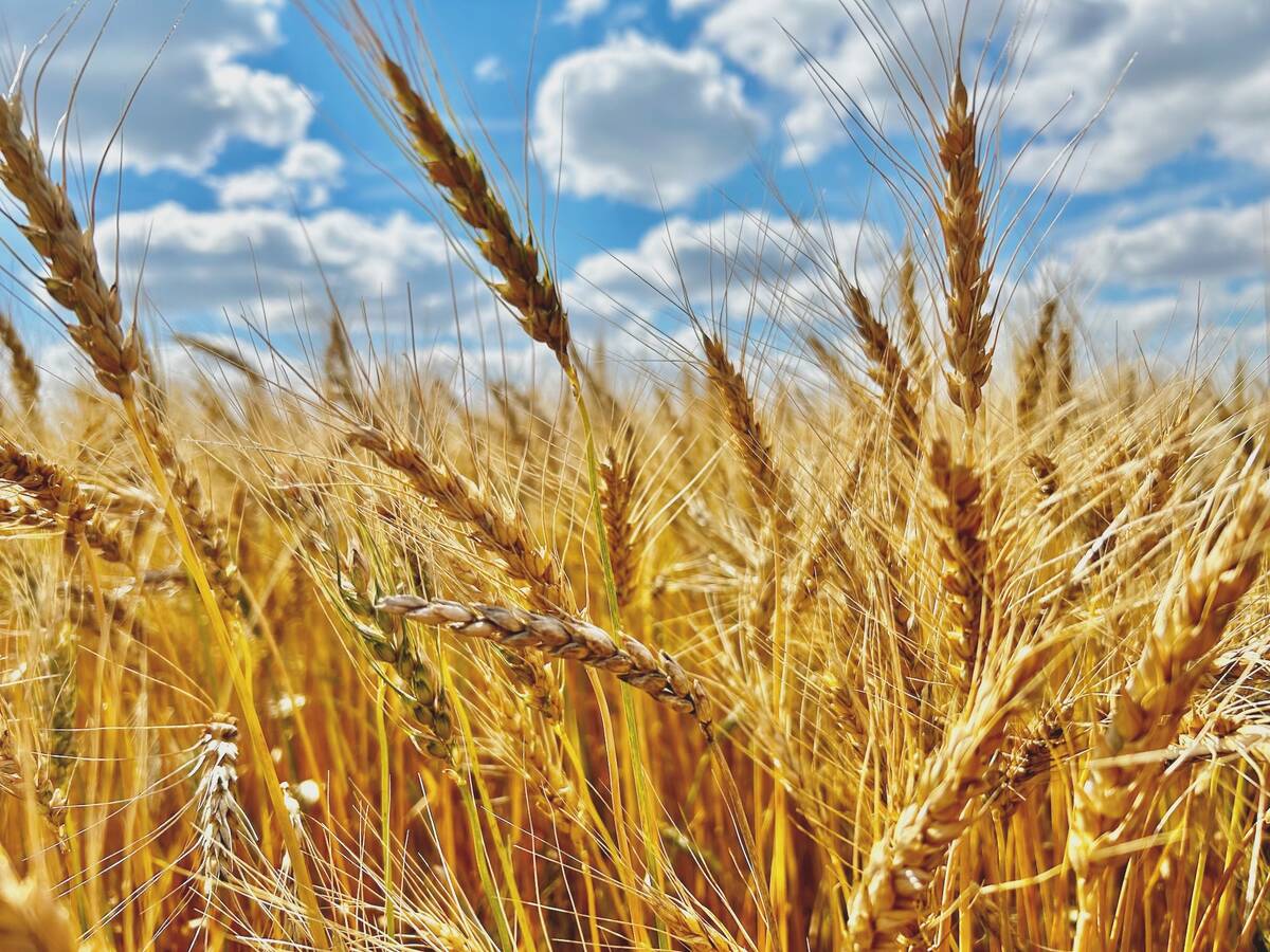 Boosting productivity in Canadian agriculture by just two per cent could put billions of dollars back into the pockets of Canadian farmers. Photo: File