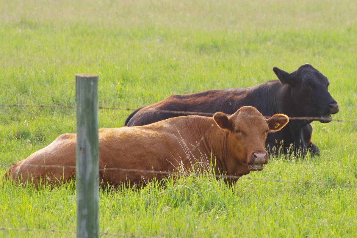 New research is shedding light on fertility in bulls. Photo: Alexis Stockford