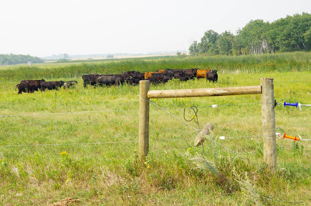Cattle move through a paddock managed with planned grazing at Manitoba Beef and Forage Initiatives near Brookdale in 2018. Improving pasture through grazing management has been a popular subject of applied research over the last decade. Photo: Alexis Stockford