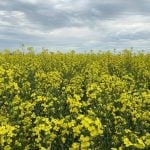 Canadians called slow to embrace biofuel policy