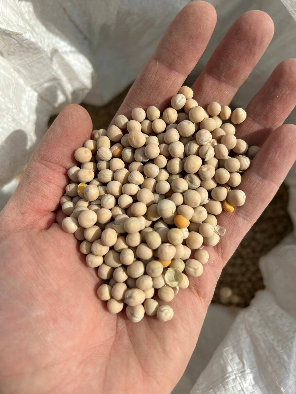 U.S. grains: Wheat falls on supply outlook