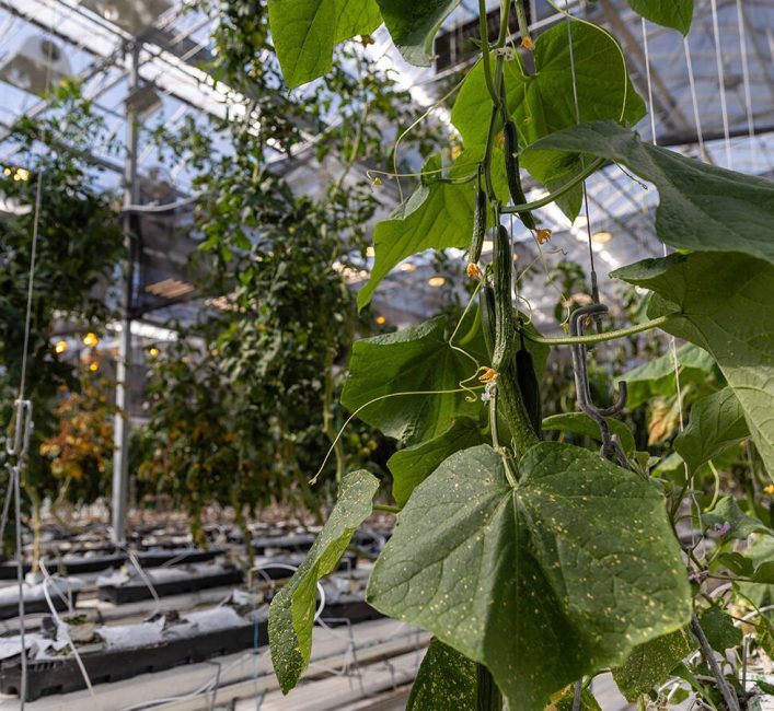 Lethbridge Polytechnic greenhouse