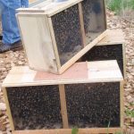 Three bee packages. Photo: Creative Commons/vastastateparkstaff