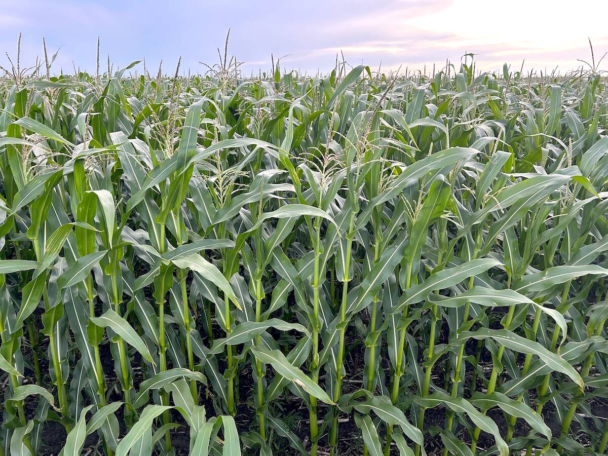 A crop of corn in Olds, Alberta in September 2025. Photo: Zak McLachlan