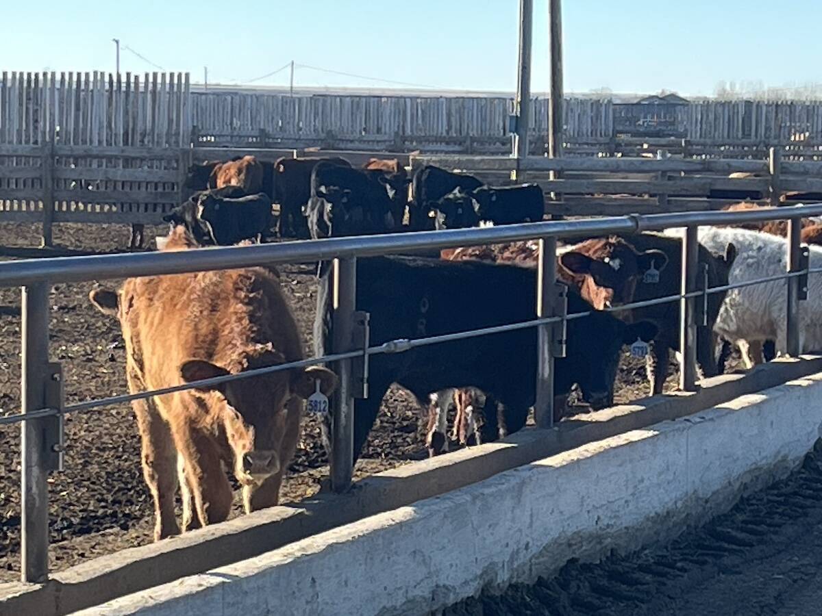 TFS Expanse operates four feedlots across southern Alberta, including Barnwell, pictured here, which has been exploring a wet-corn program for its increased starch availability and feed efficiency. Photo: Greg Price