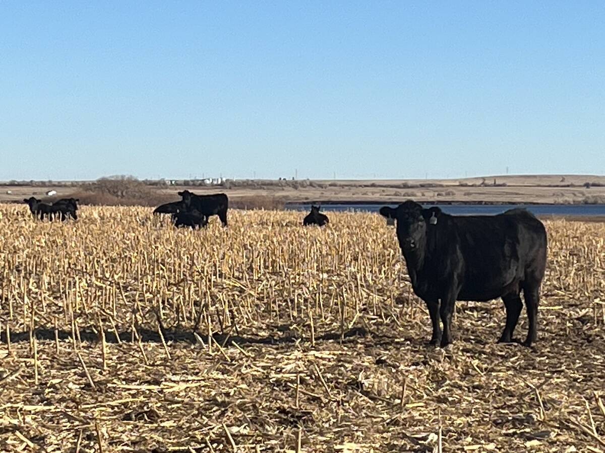 The stalks, leaves and husks left behind after the corn harvest makes for months of extra feed. Photo: Greg Price