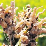 clubroot