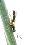 An adult wheat stem sawfly, Cephus cinctus.
Photo credit: Shelley Barkley.