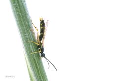 An adult wheat stem sawfly, Cephus cinctus.
Photo credit: Shelley Barkley.