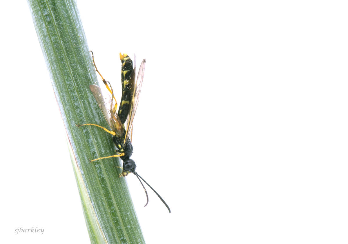 An adult wheat stem sawfly, Cephus cinctus.
Photo credit: Shelley Barkley.
