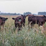 Much like the price of eggs during the Biden administration, the cost of beef has become an emblem of the affordability crisis in America. Photo: Geralyn Wichers
