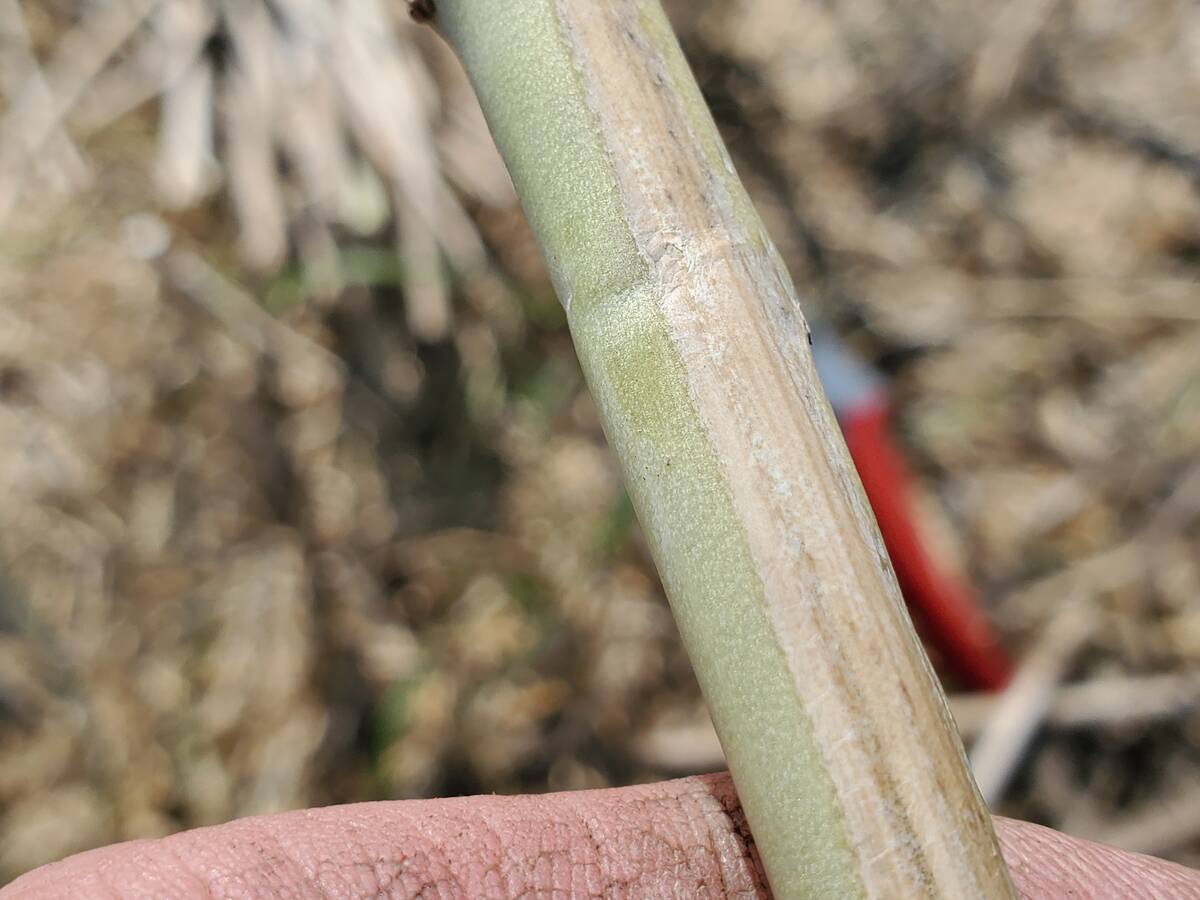 Verticillium stripe found in Virden, Manitoba. Photo: Canola Council of Canada