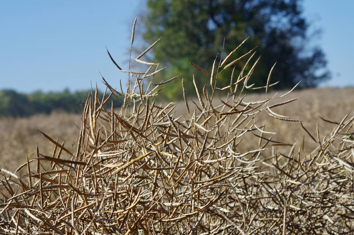 U.S. livestock: CME live cattle sag despite supportive fundamentals