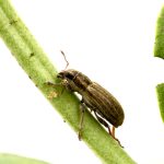 PLW.jpg:  An adult pea leaf weevil, Sitona lineatus.
 
Photo: Shelley Barkley