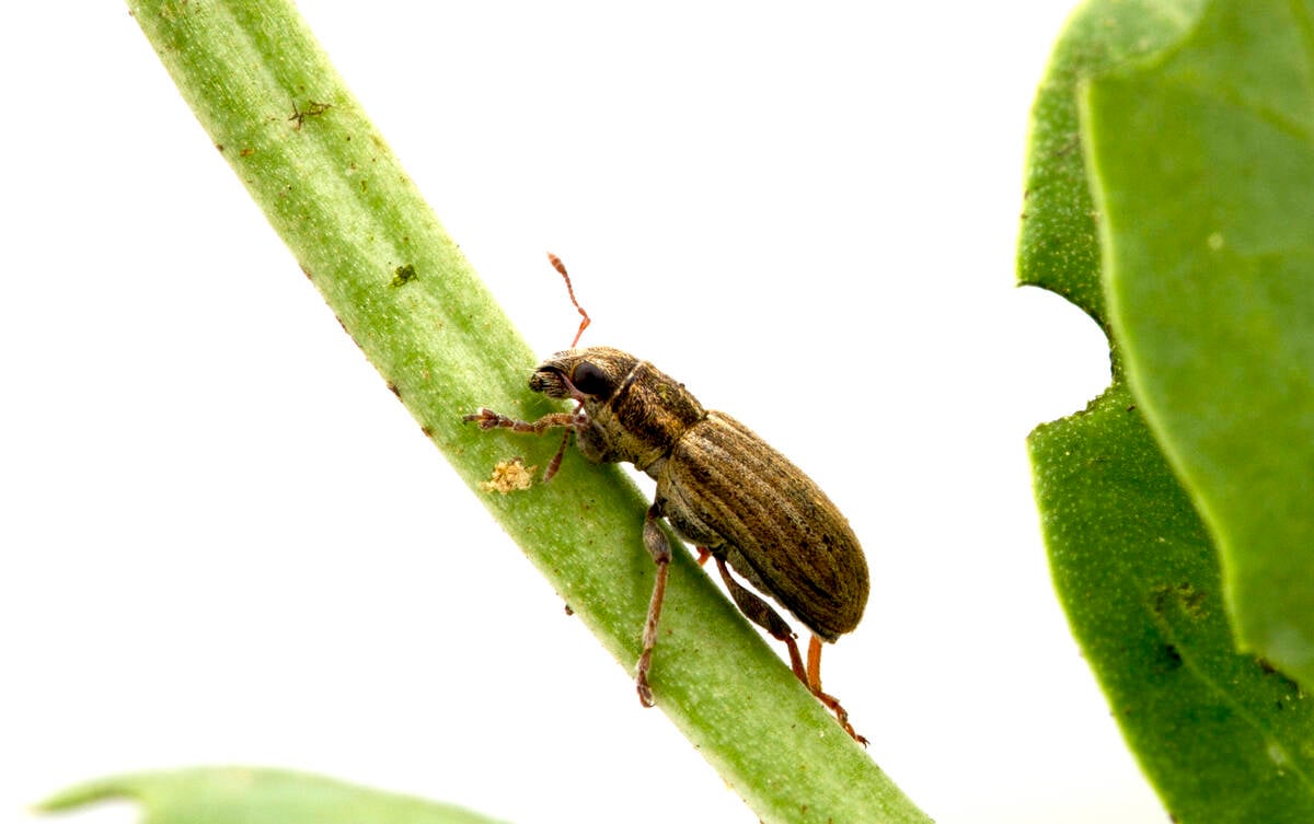 PLW.jpg:  An adult pea leaf weevil, Sitona lineatus.
 
Photo: Shelley Barkley