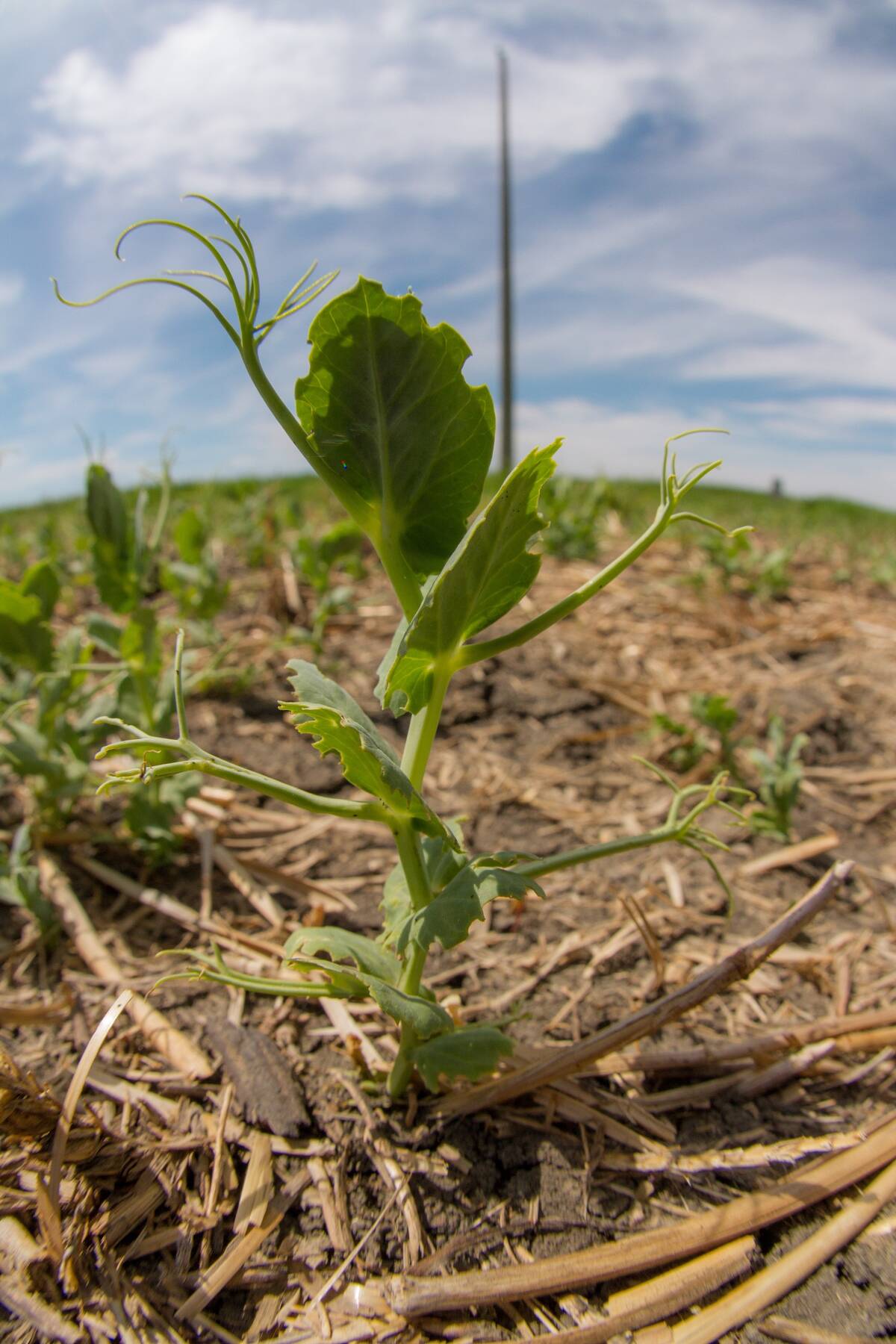 Pea leaf weevil foliar damage can be identified by the distinct notching found on a pea seedling. Photo: Submitted by Shelley Barkley