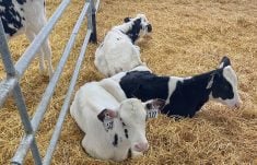 Healthy Holstein calves on an Ontario farm. Photo: John Greig