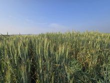 Wheat varieties on display at Agriculture and Agri-Food Canada research plots outside Brandon on Aug. 7, 2025. Photo: Miranda Leybourne