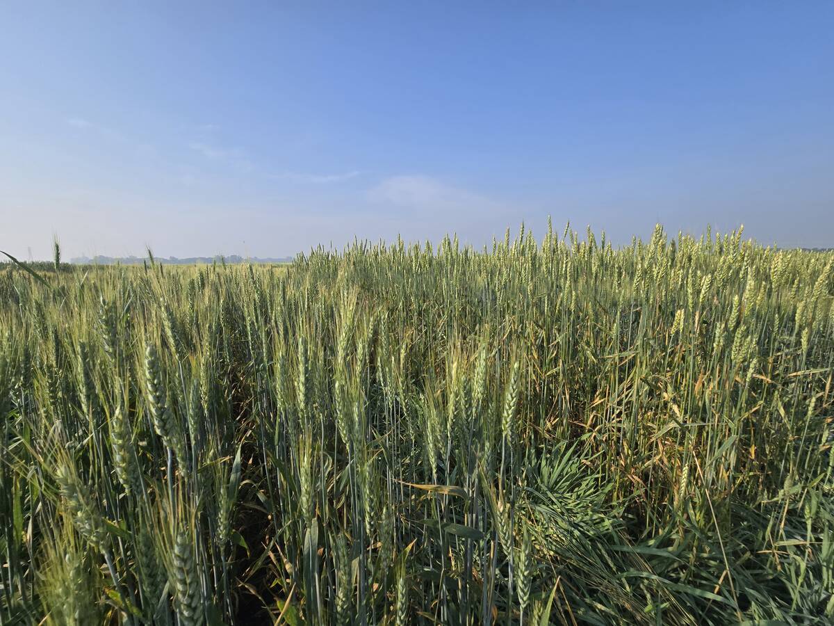 Wheat varieties on display at Agriculture and Agri-Food Canada research plots outside Brandon on Aug. 7, 2025. Photo: Miranda Leybourne