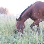 Lots of snow was falling in Alberta but not here in this horse pasture near Rochester, Alta., on Oct. 2.