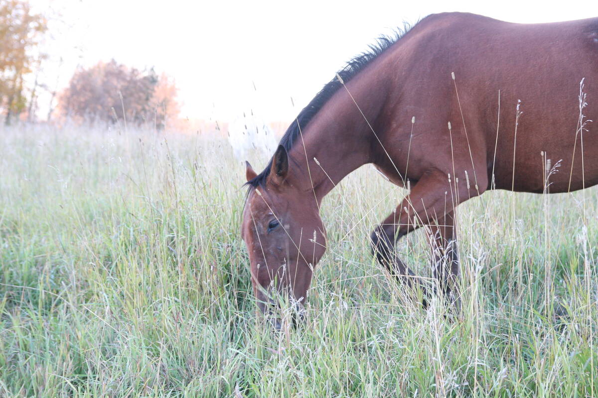 Lots of snow was falling in Alberta but not here in this horse pasture near Rochester, Alta., on Oct. 2.