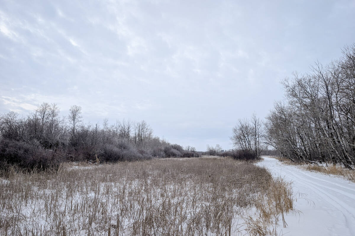 A snowy pasture scene in eastern Manitoba. Photo: Geralyn Wichers
