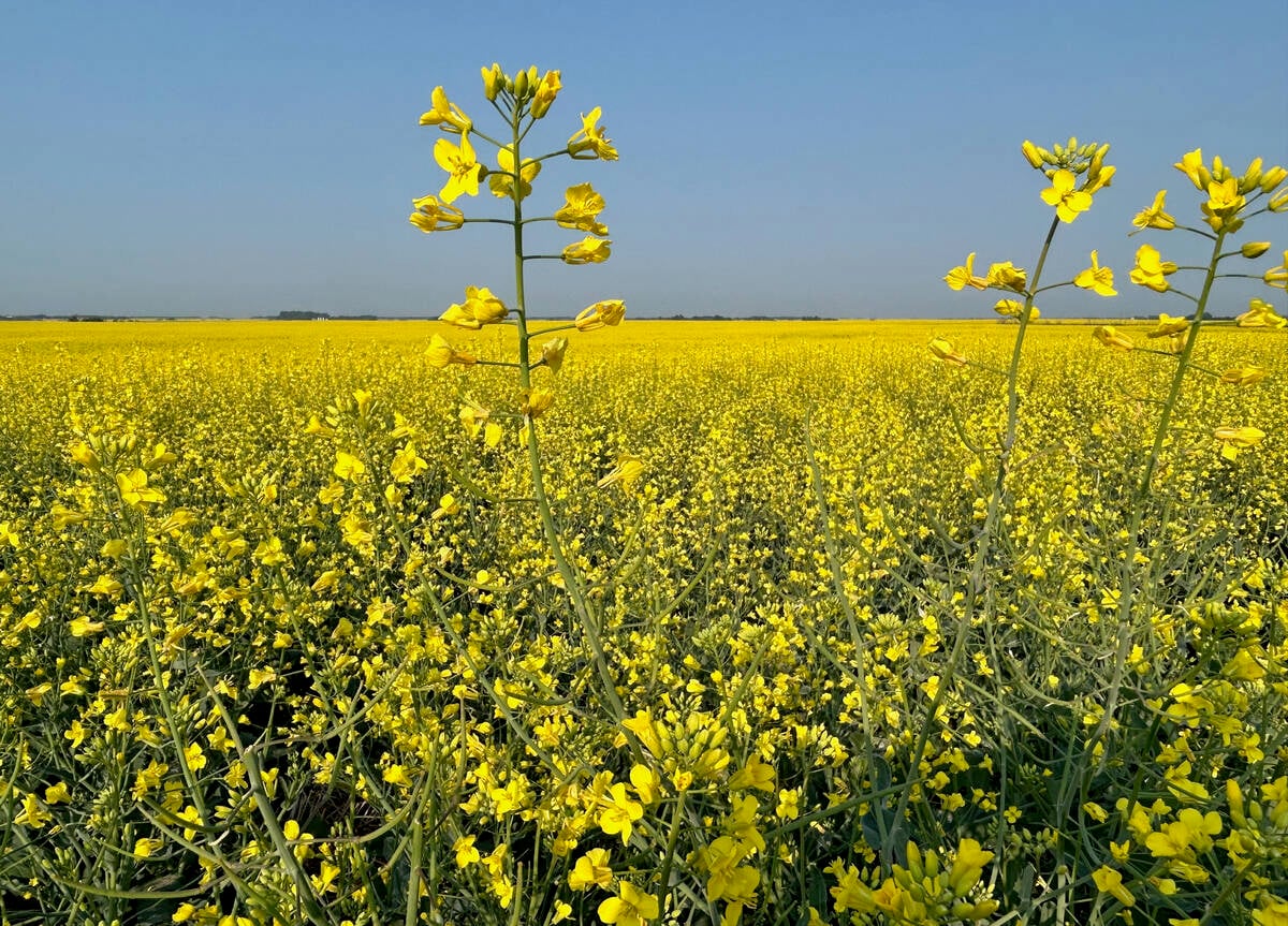 ICE canola weekly outlook: Futures trending higher to start year