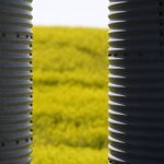 Canada, the world&rsquo;s largest exporter of canola, shipped nearly C$5 billion worth of canola products to China in 2024, about 80 per cent of which were seeds. Photo: Getty Images Plus
