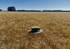 AAC Westking was one of the wheat varieties that Richard Cuthbert helped develop while at Agriculture Canada. The variety is shown here holding up a hat to highlight its strength and standability. Photo: Richard Cuthbert
