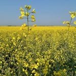UCalgary breakthrough may stop canola shatter, boost yields