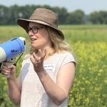 Cereal cover crops show mixed flea beetle protection