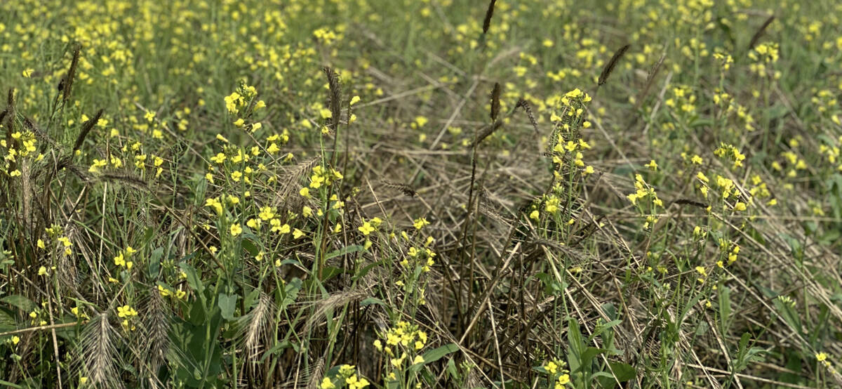 Terminated fall rye beside young canola. The photo highlights the core trade-off in the study: early season rye biomass can hide seedlings from flea beetles, but the tall residual stems, still visible here above the canola, continue to shade and compete with the crop until they break down. Photo Don Norman