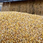 Feed grains weekly: Large U.S. corn crop to weigh on values