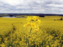 China has agreed to lower tariffs on Canadian canola seed to a combined rate of 15 per cent on March 1, 2026, from current levels of 84 per cent. Photo: Robin Booker
