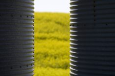 The Alberta Canola Producers Commission polled 105 growers, with 72 per cent agreeing the Feds should provide compensation. Photo: Getty Images Plus
