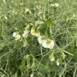 Pulse Canada is looking forward to the ‘transparent, commercial and meaningful’ trade relationship with China getting back on track. Photo: file
