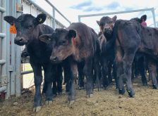 Calves at Plateau Cattle Co., Nanton, Alta. Photo: Supplied