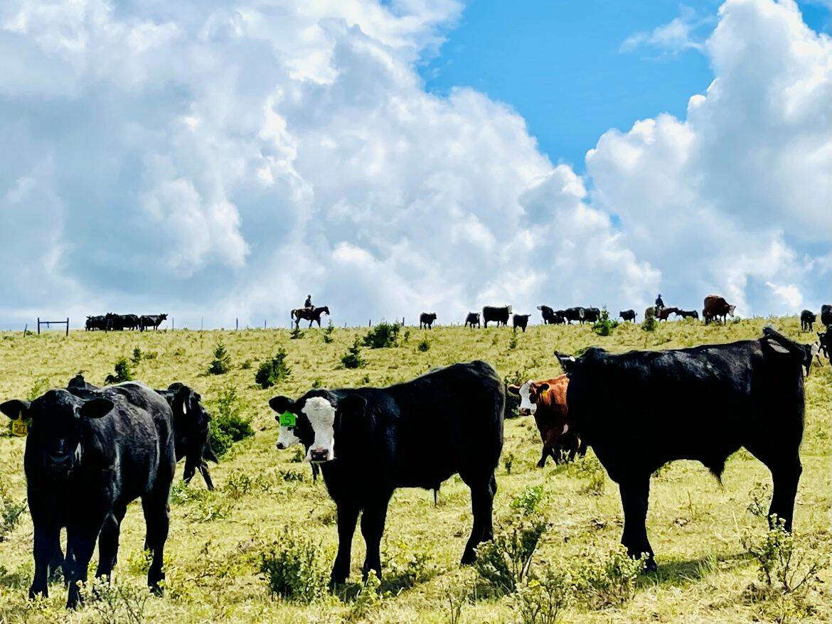 Laura Laing and John Smith have found that using &ldquo;care and compassion&rdquo; protocols during the first seven months of a calf&rsquo;s life translates into improved rates of gain, higher weaning weights and often higher-quality beef. Photo: Supplied