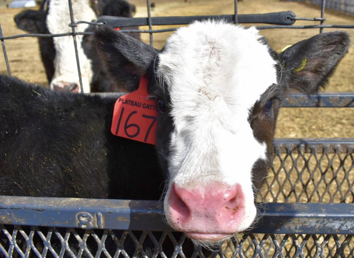 Eliminating branding has played an integral role in significantly reducing calf stress and improving overall performance in Plateau Cattle Company&rsquo;s calves. Photo: Supplied