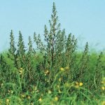 Kochia is among the herbicide-resistant weeds FMC Canada’s 2026 crop protection lineup aims to control. File photo
