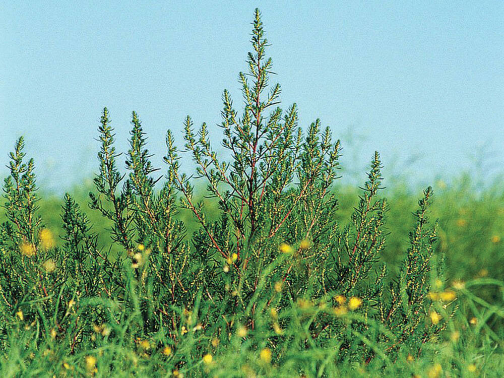 Kochia is among the herbicide-resistant weeds FMC Canada’s 2026 crop protection lineup aims to control. File photo
