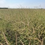 Pods ripen in a canola field near Selkirk, Manitoba in late August, 2024. | Greg Berg photo
