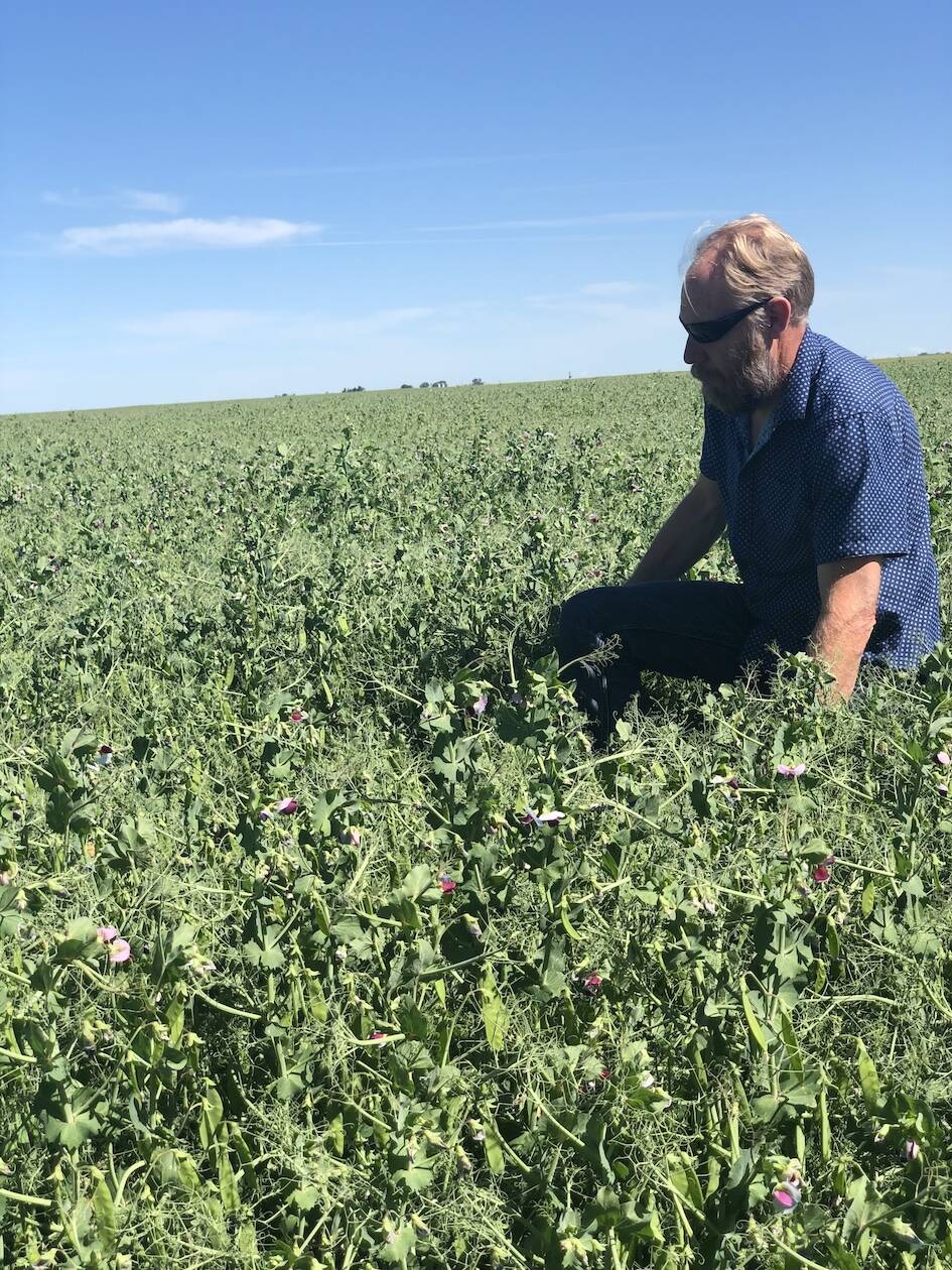 Former M.D. of Taber councillor Brian Hildebrand looks over his field on his land just south of Grassy Lake, Alta. The agricultural lease holder hopes the municipality will look after all the taxpayers of the region as a years-long process looks to reach its finish on how expiring grazing and cultivation leases are treated from tax-recovery lands. From cattle producers, to irrigation farmers, to taxpayers, to conservation groups, the issue has been a hot-button topic in trying to find a balance for residents. Photo: Submitted by Brian Hildebrand
